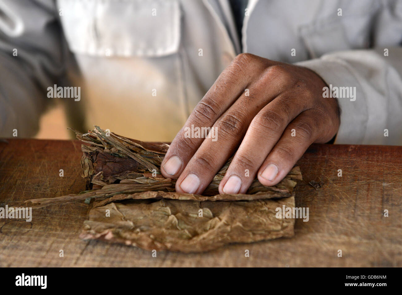 Cigares cubains roulés à la main par les producteur de tabac Viñales Cuba. Banque D'Images