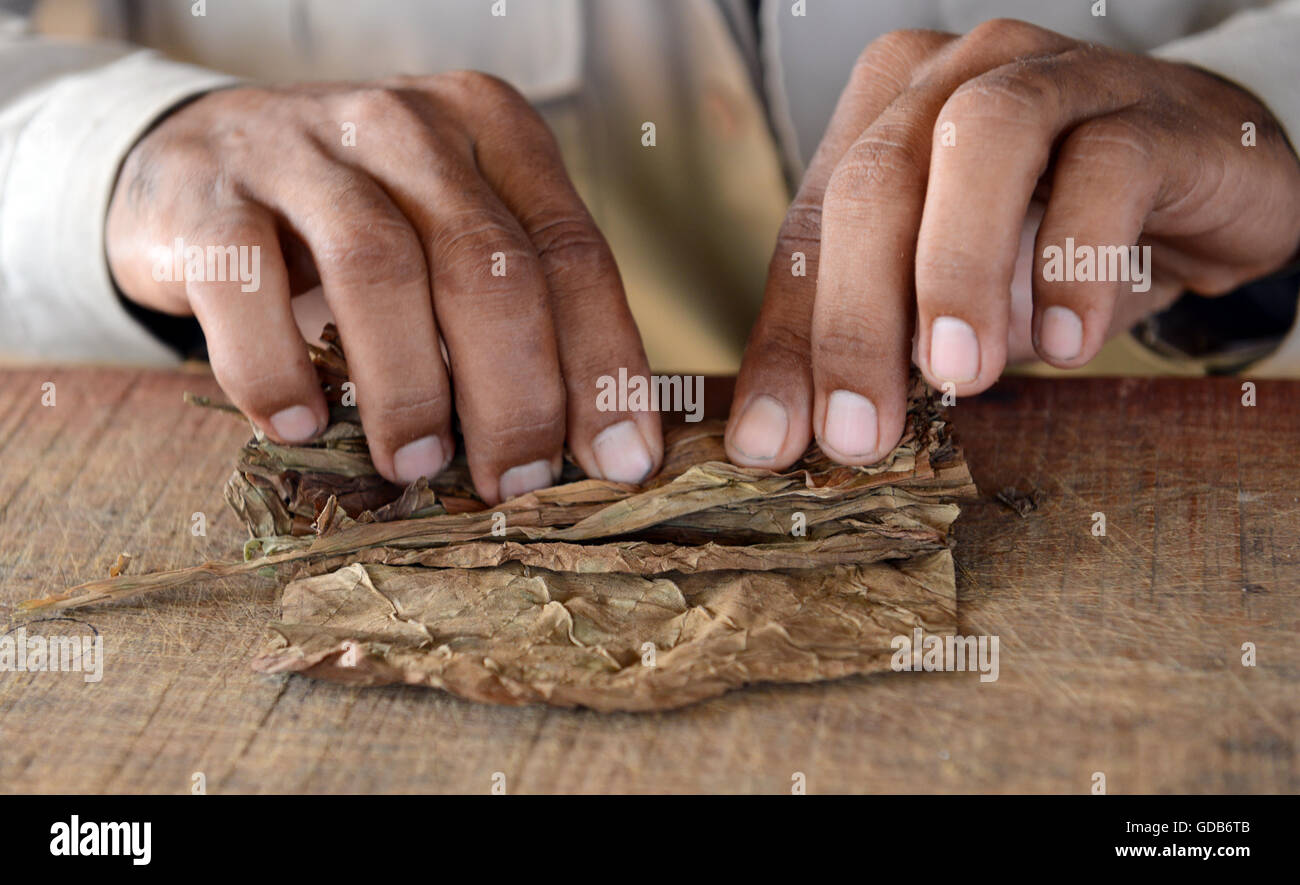 Cigares cubains roulés à la main par les producteur de tabac Viñales Cuba. Banque D'Images
