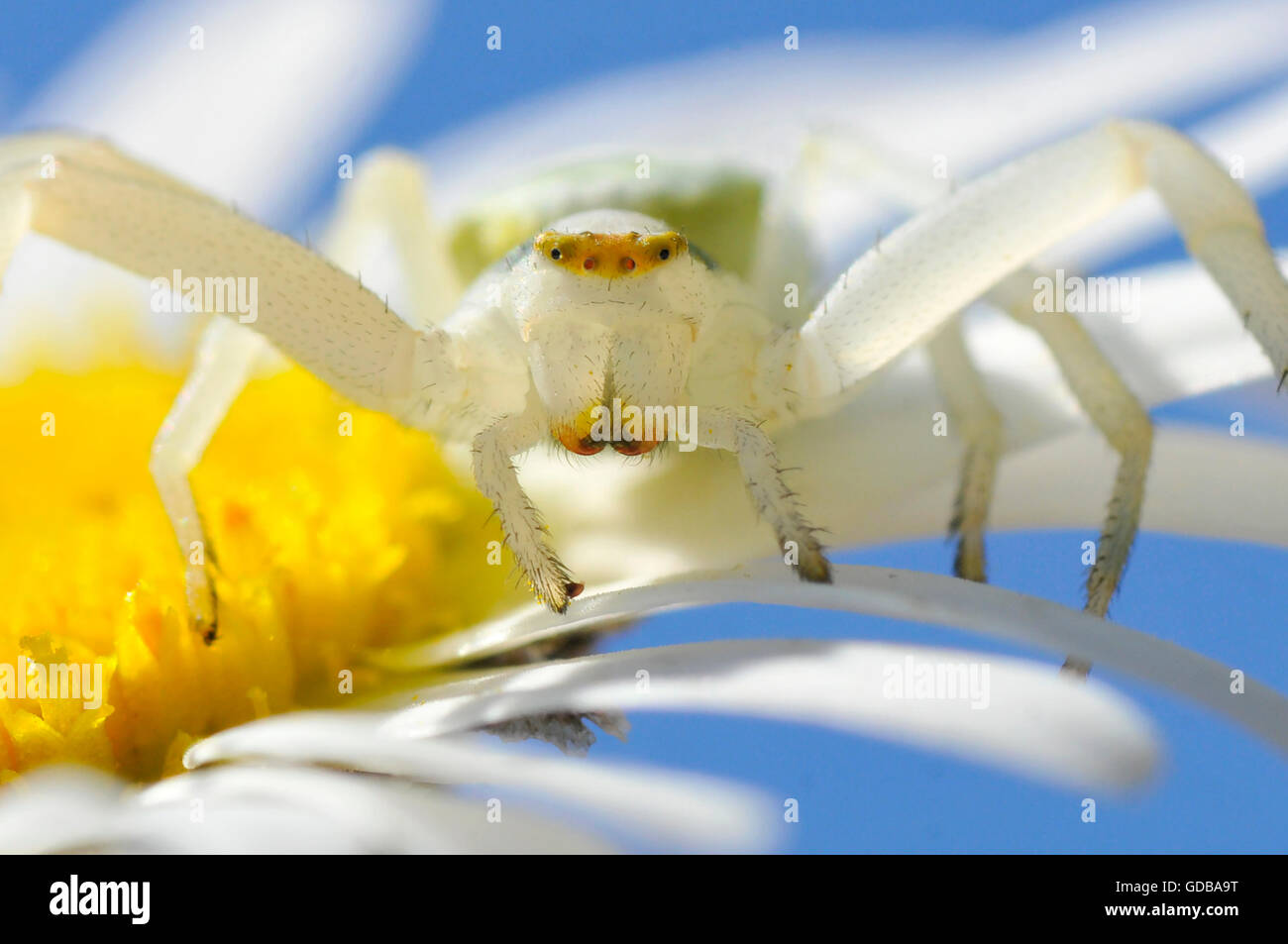 Macro d'araignée crabe (Misumena vatia) vu de l'avant sur daisy flower Banque D'Images