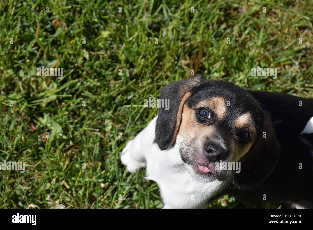 Chiot Beagle Sticking out Tongue Banque D'Images