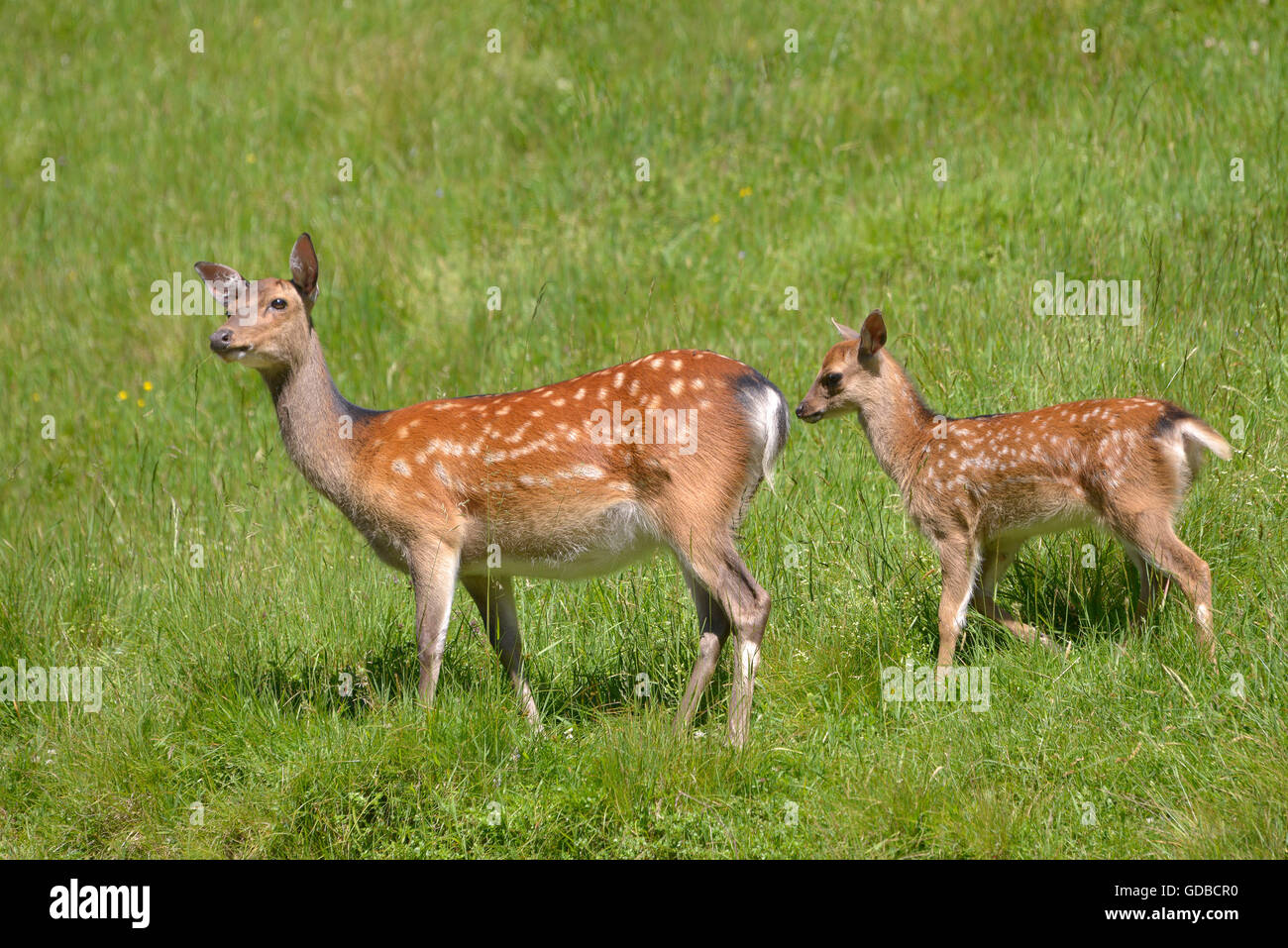 Biche Et Faon Le Daim Dama Dama Vue De Profil Dans L Herbe Photo Stock Alamy