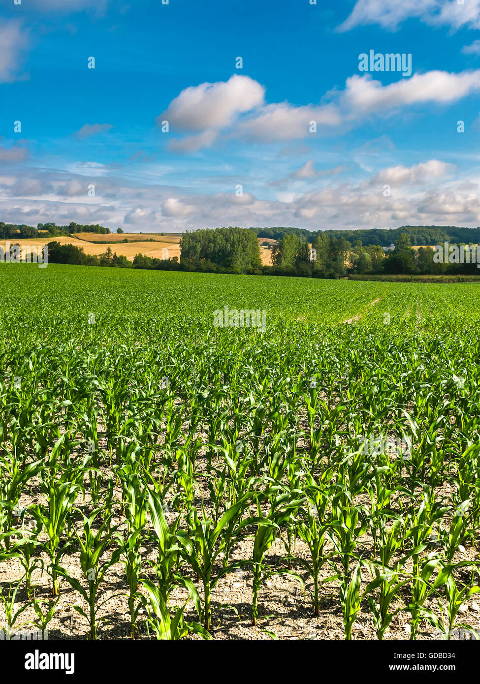 Domaine de la culture du maïs sucré - France. Banque D'Images