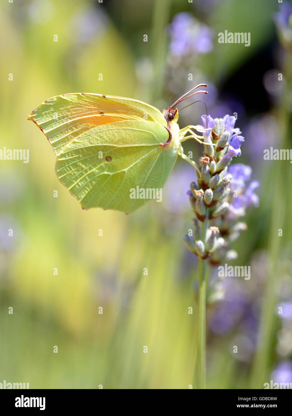 Mâle de macro (Gonepteryx cleopatra Cleopatra butterfly) se nourrissant de fleurs de lavande vue de profil Banque D'Images