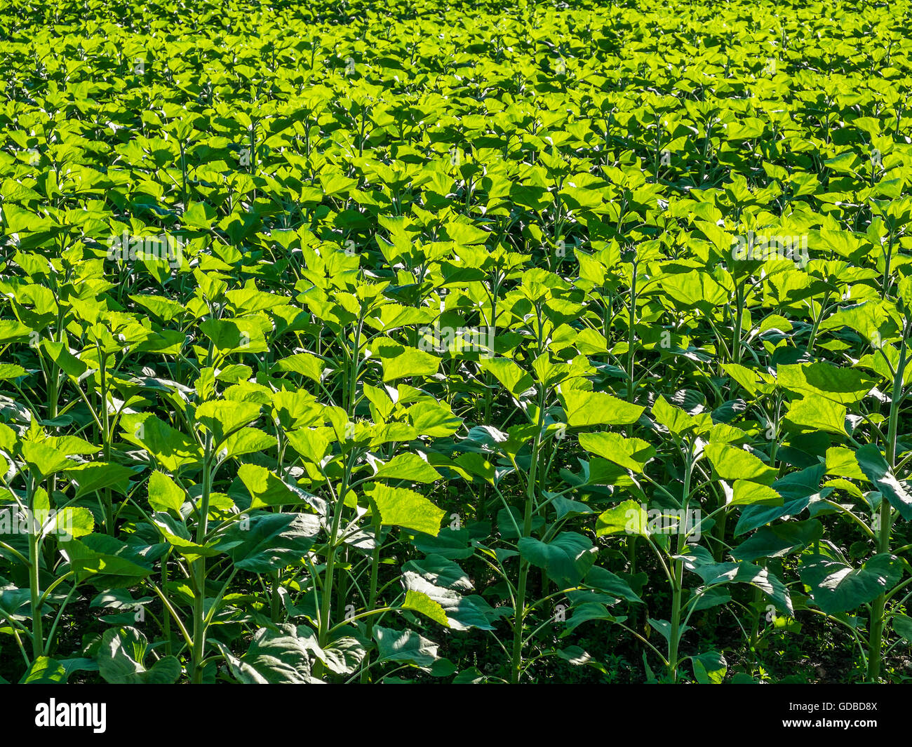 Les jeunes Tournesols avant de capitules formées - France. Banque D'Images