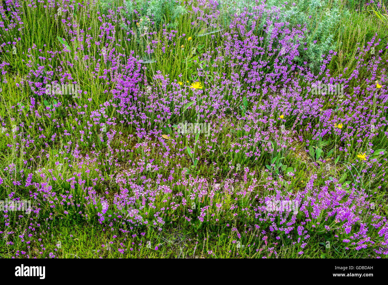 Heather Bell / Erica cinerea croissant sur route - Banque de France. Banque D'Images