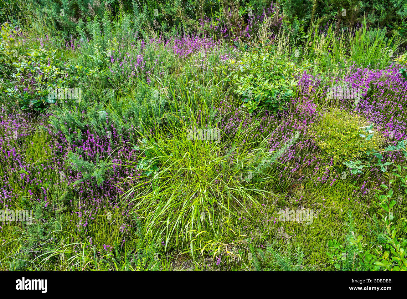 Heather Bell / Erica cinerea croissant sur route - Banque de France. Banque D'Images