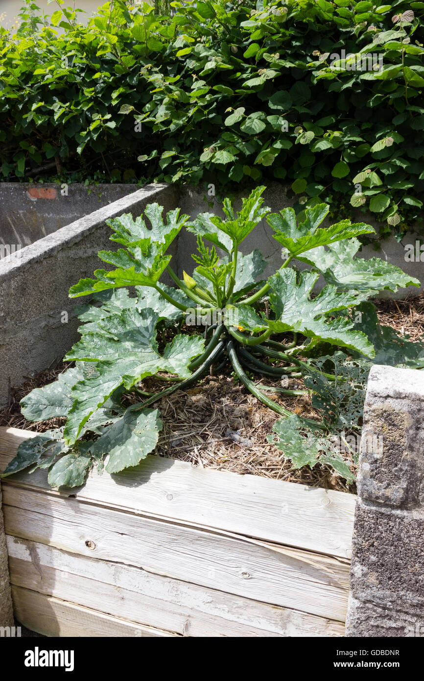 Seul courgette plante poussant dans le compost riche d'un composteur dans un jardin privé Devon Banque D'Images