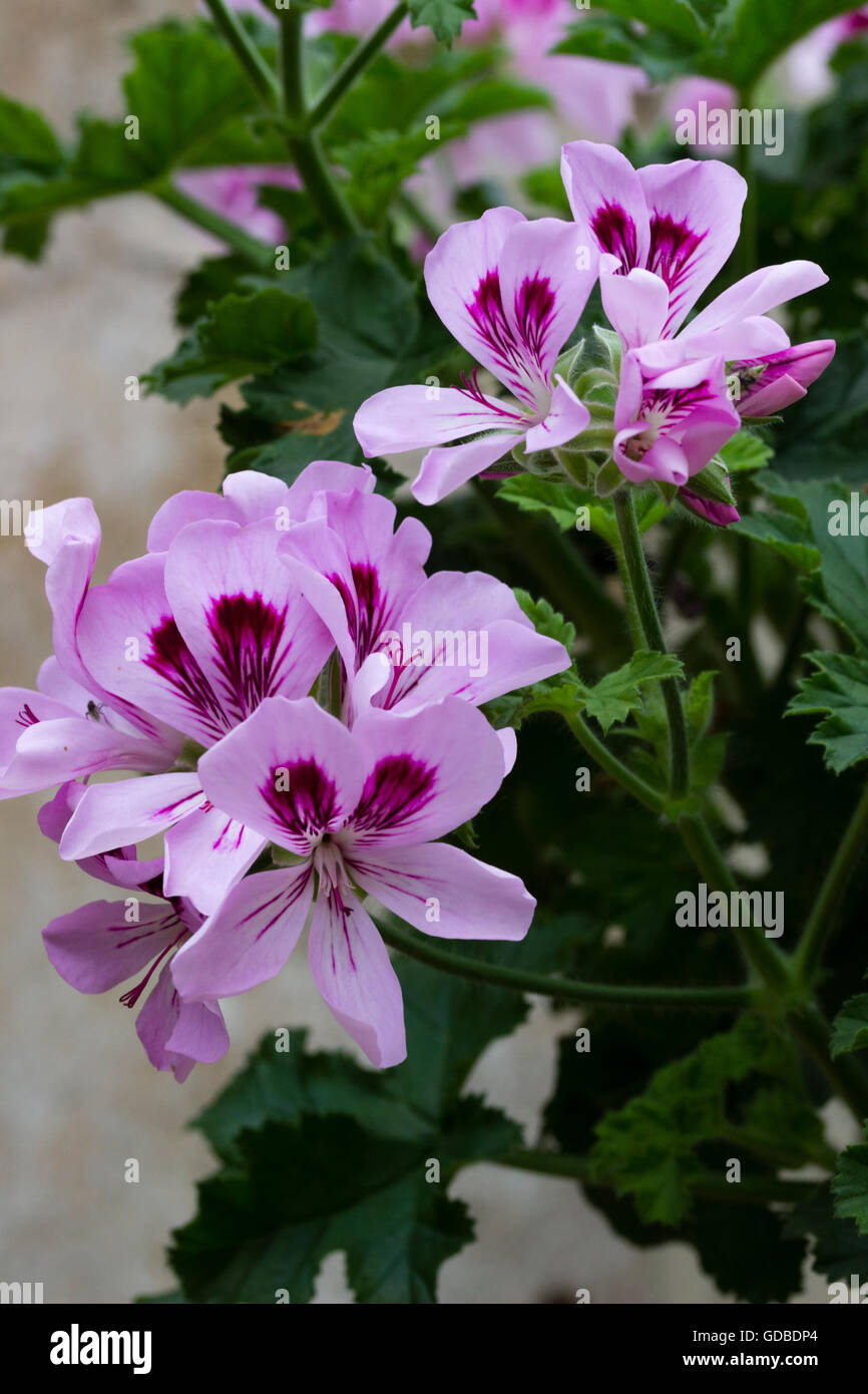 Fleurs d'été attrayant de la feuilles persistantes parfumées, géranium Pelargonium 'Copthorne' Banque D'Images