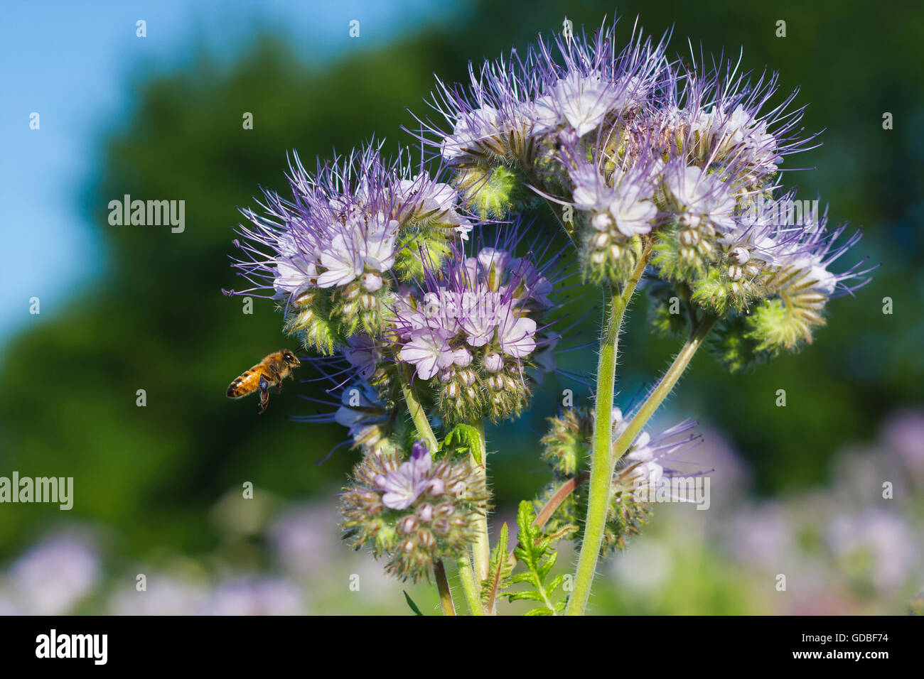 Le nectar des fleurs bleu riche ( phacelia Phacelia tanacetifolia ) Banque D'Images