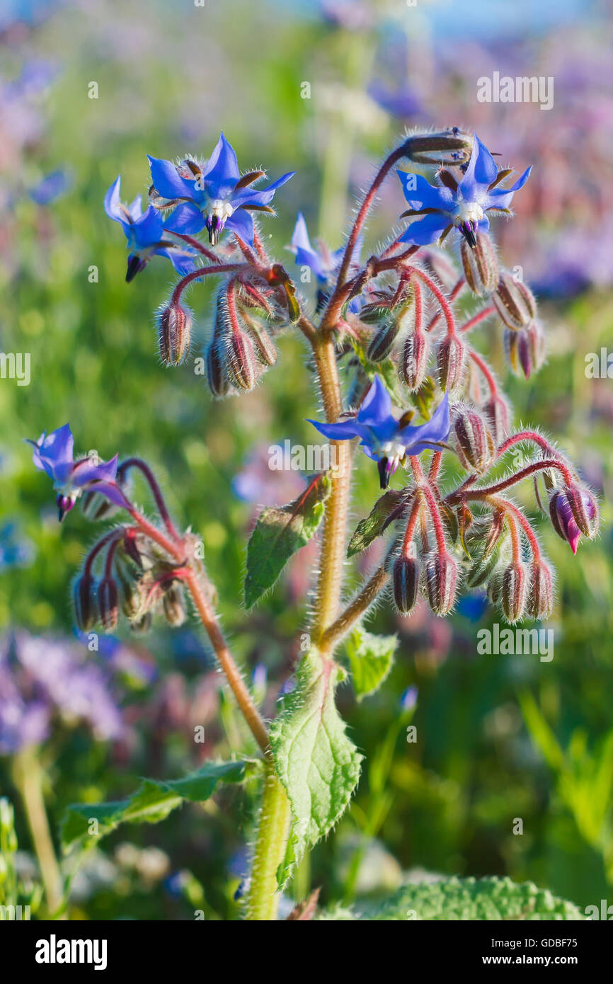 La floraison des fleurs de bourrache - Borago officinalis Banque D'Images