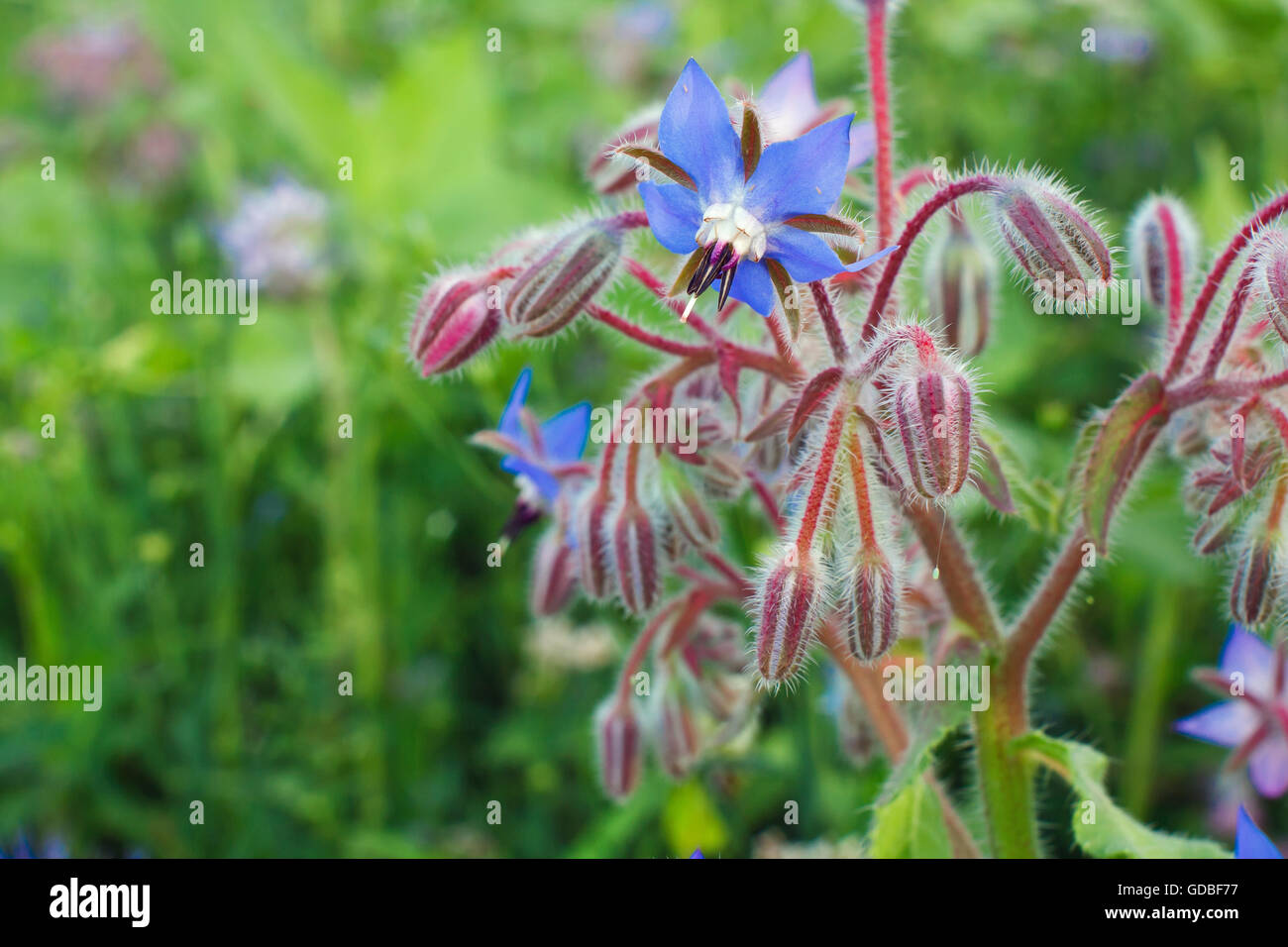 La floraison des fleurs de bourrache - Borago officinalis Banque D'Images