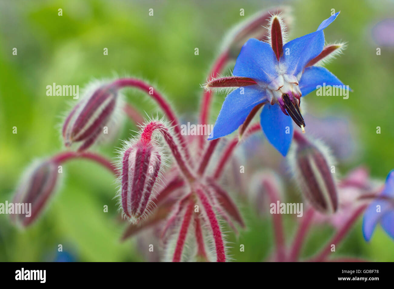 La floraison des fleurs de bourrache - Borago officinalis Banque D'Images