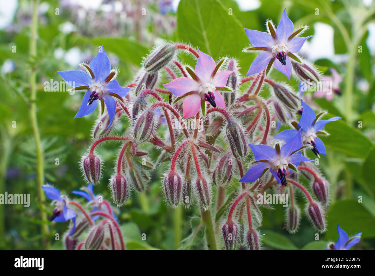 La floraison des fleurs de bourrache - Borago officinalis Banque D'Images