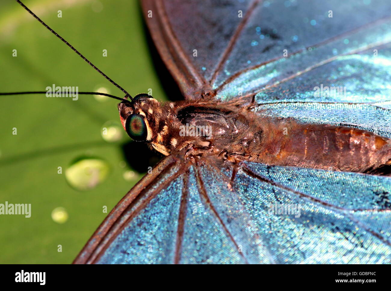 Morpho Bleu Peleides d'Amérique du Sud (Morpho peleides) alias Papillon Empereur, gros plan extrême de bleu irisé ailes intérieures Banque D'Images