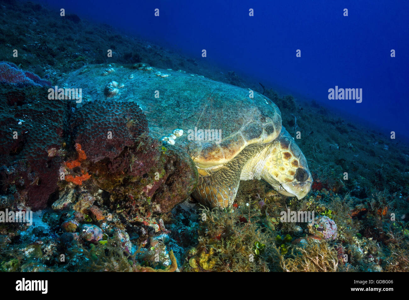 Tortue caouanne dormir sur un récif Cozumel profonde. Banque D'Images