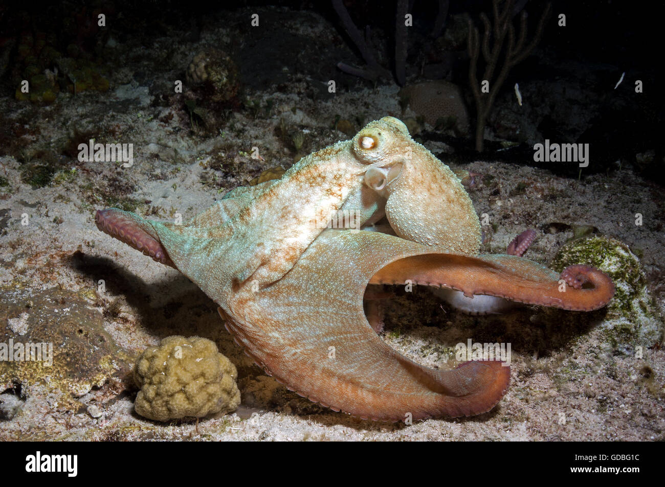 Caribbean Reef Octopus Banque D'Images