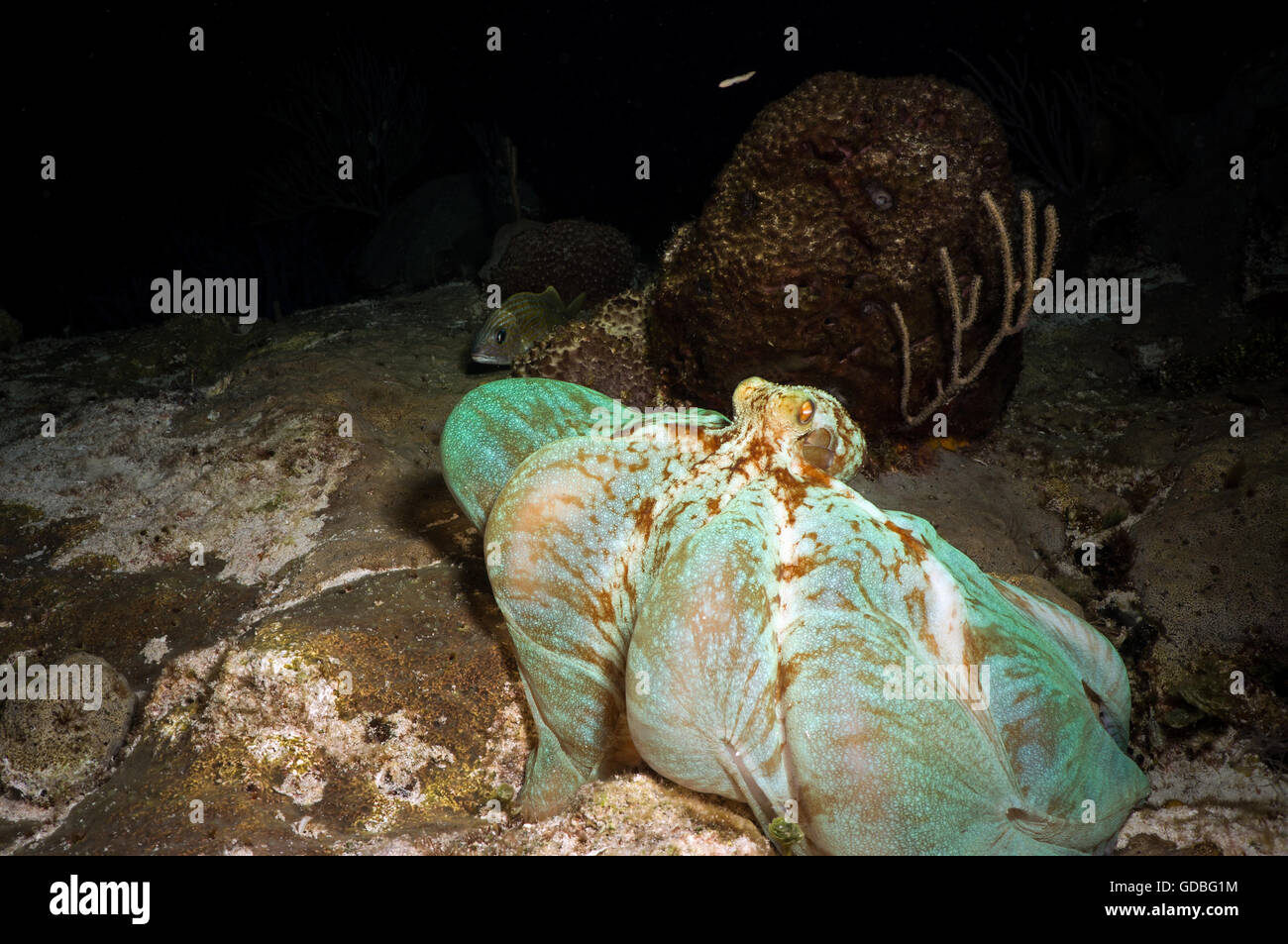 Caribbean Reef Octopus imitant un beachball Banque D'Images