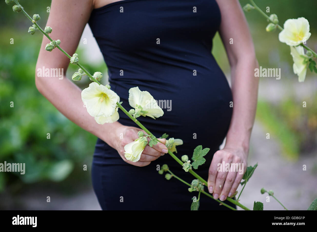 Beau ventre de jeune femme enceinte avec fleur blanche Banque D'Images