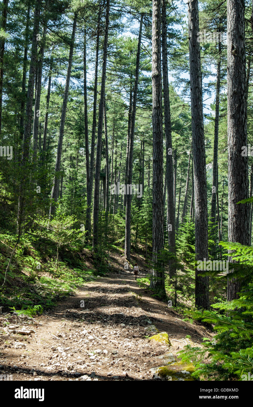 Pinus nigra Banque D'Images