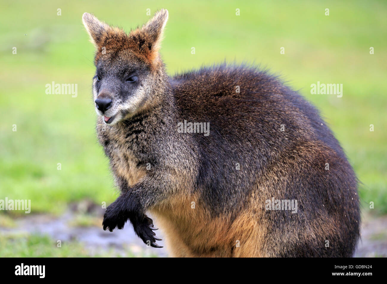 Bennett's wallaby, (Macropus rufogriseus) Banque D'Images