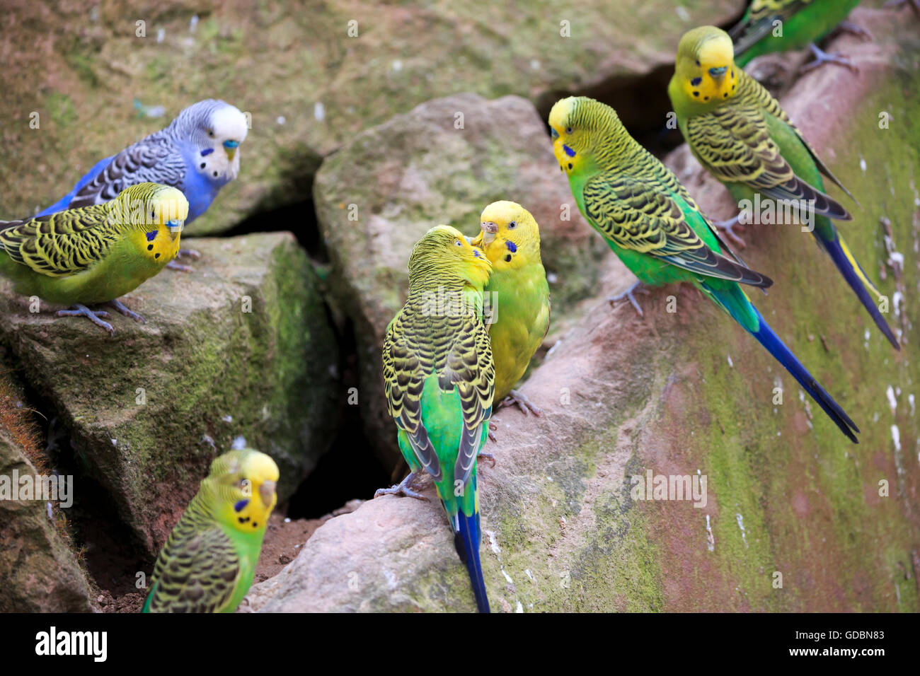 Perruche ondulée (Melopsittacus undulatus Photo Stock Alamy