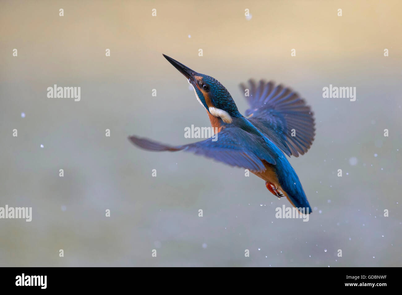 River Kingfisher, homme, Rhénanie du Nord-Westphalie, Allemagne / (Alcedo atthis) Banque D'Images