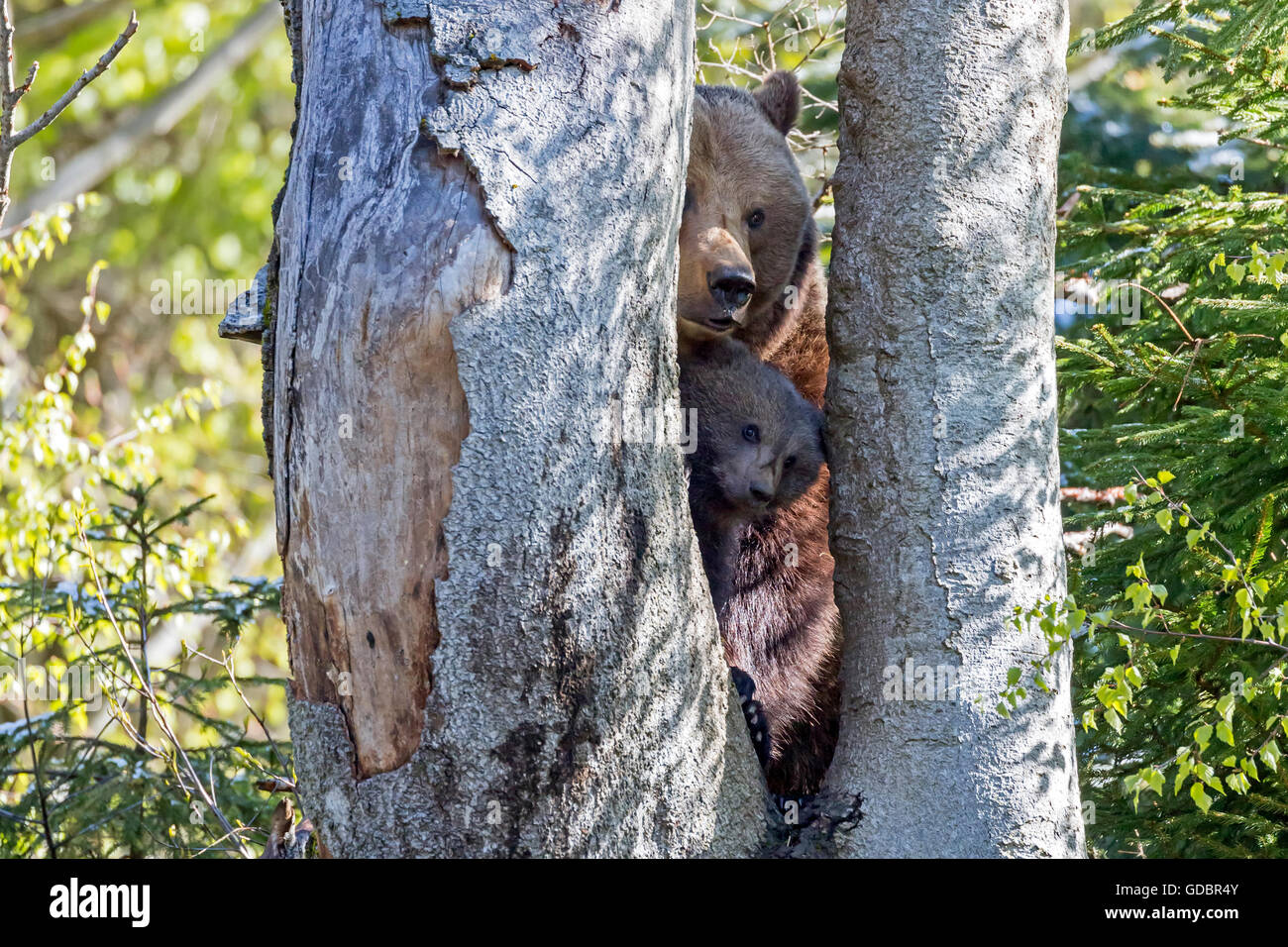 L'ours brun (Ursus arctos), mère d'oursons, l'Allemagne, le parc national de la forêt bavaroise, Bavarien Banque D'Images