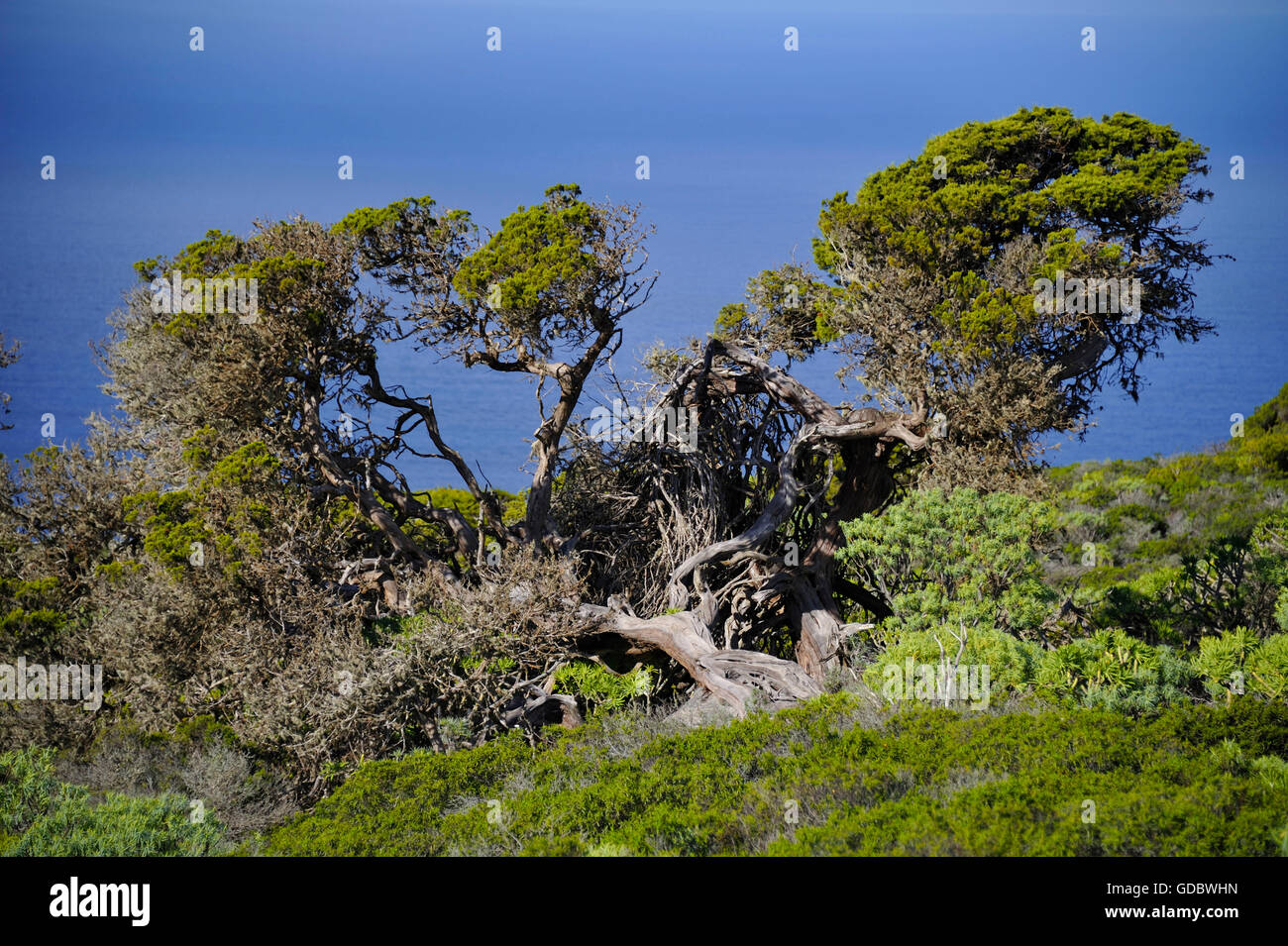 El Sabinar, Juniper grove, El Hierro, Îles Canaries, Espagne Banque D'Images