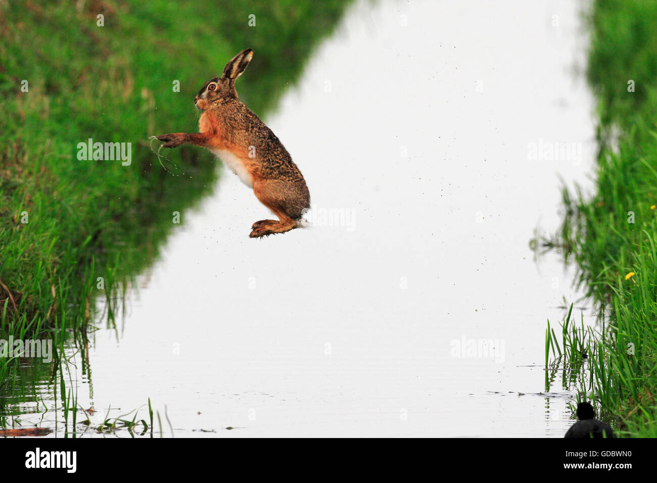 Lièvre brun sautant par-dessus un fossé d'eau, Pays-Bas / (Lepus europaeus) / côté Banque D'Images