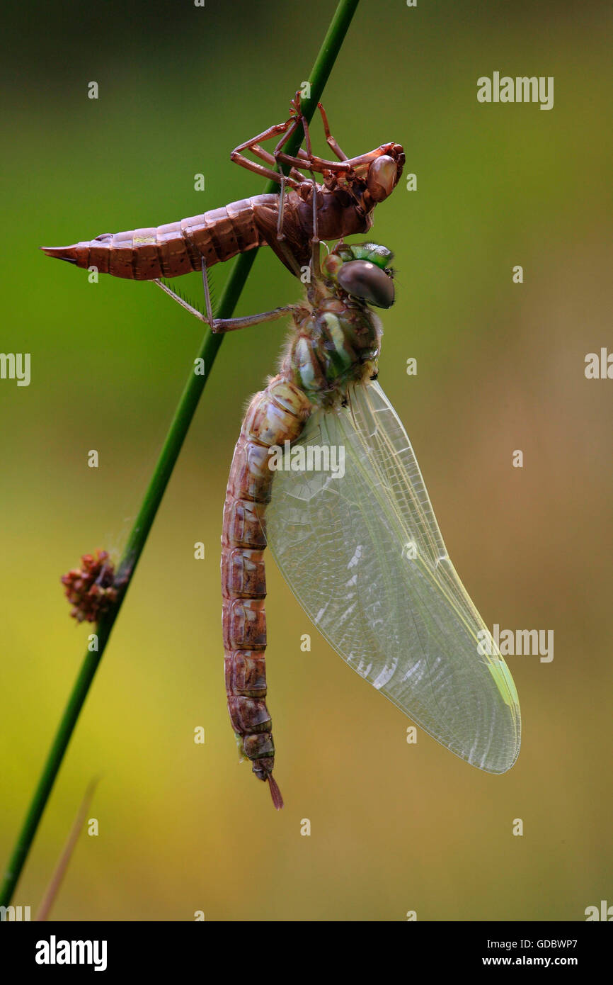Libellule rouge eurasien, fraîchement éclos, Allemagne / (Sympetrum depressiusculum) Banque D'Images
