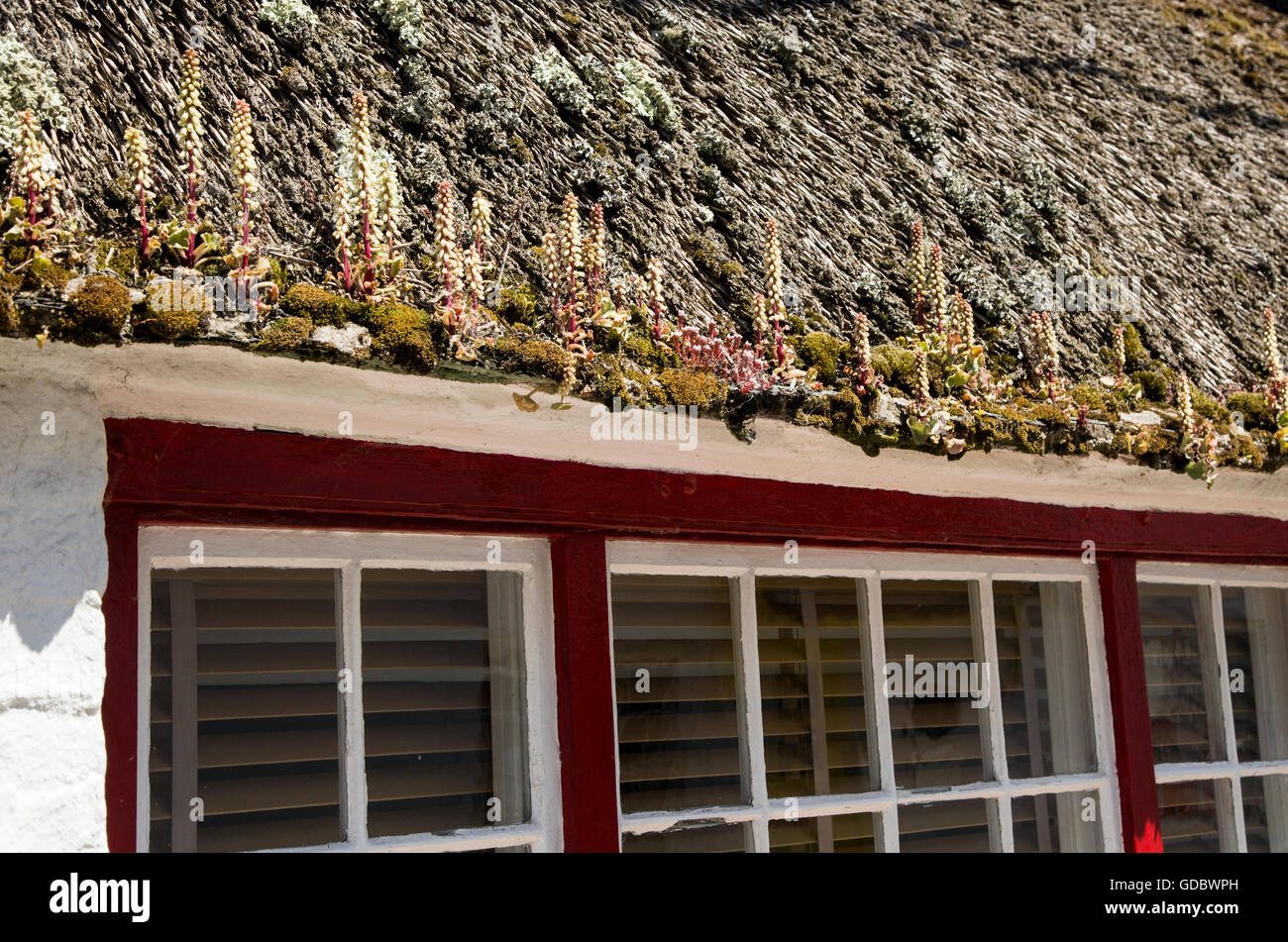La floraison des plantes croissant sur lupin chaumière toit, Coverack, Péninsule du Lézard, Cornwall, England, UK Banque D'Images