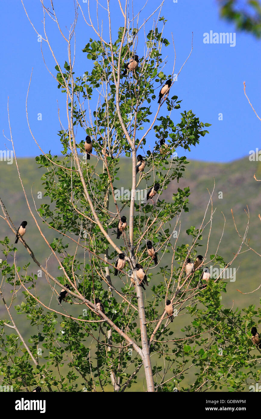 L'étourneau de couleur rose, le Kazakhstan / (Sturnus roseus, pasteur roseus) Banque D'Images