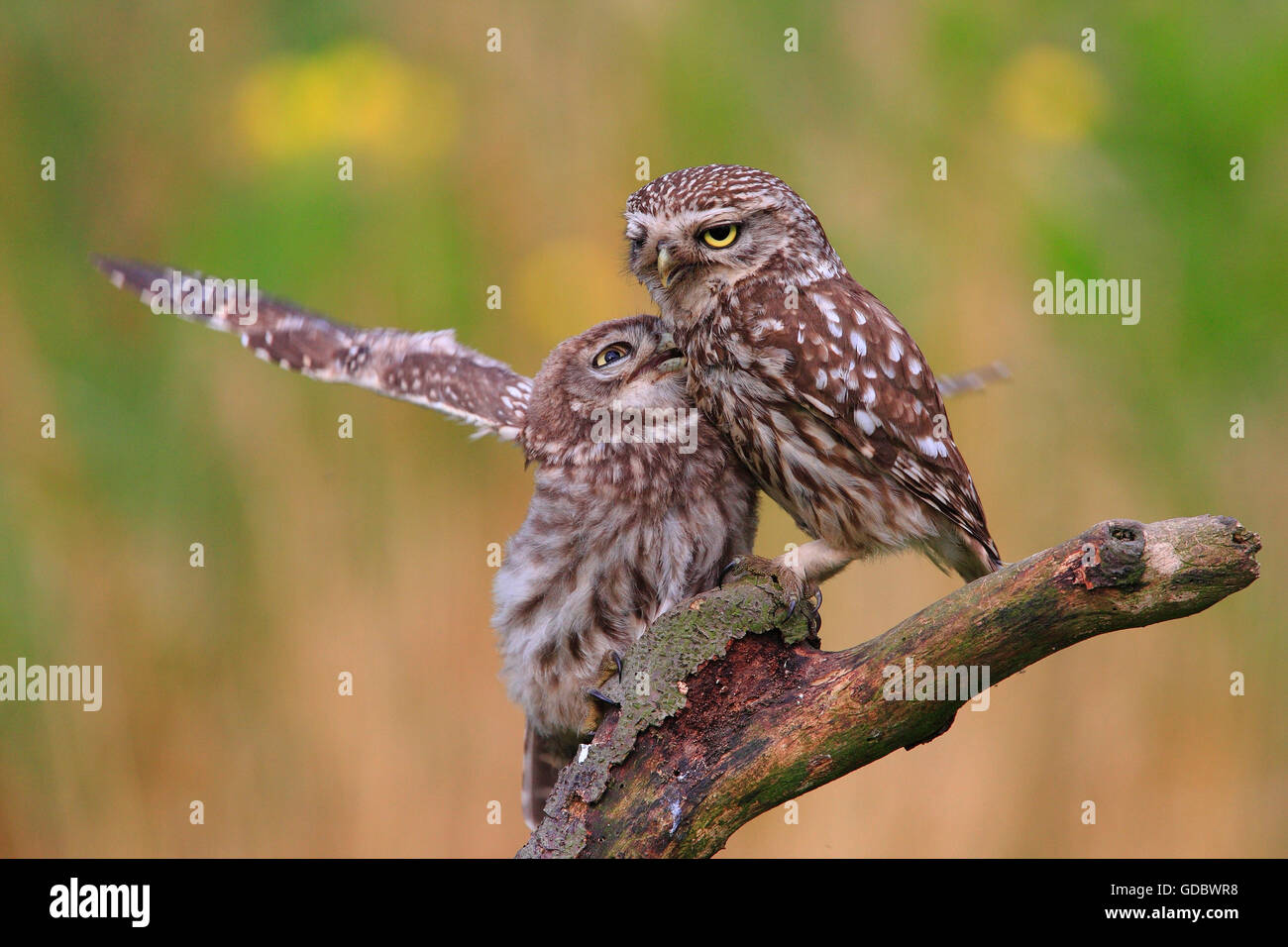 Petit Hibou avec jeune, Rhénanie du Nord-Westphalie, Allemagne / (Athene noctua) Banque D'Images