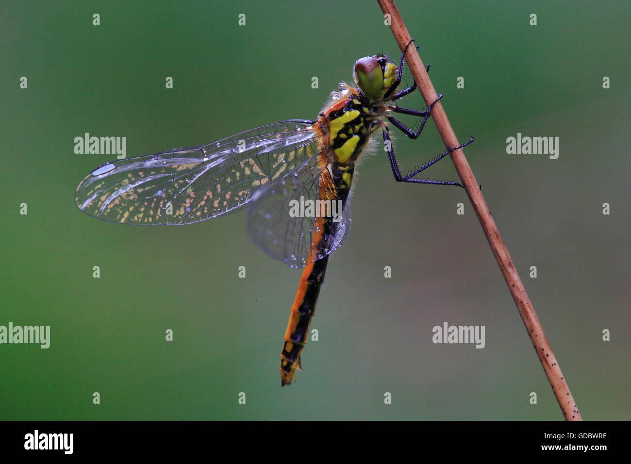 Libellule rouge eurasien, Rhénanie du Nord-Westphalie, Allemagne / (Sympetrum depressiusculum) Banque D'Images