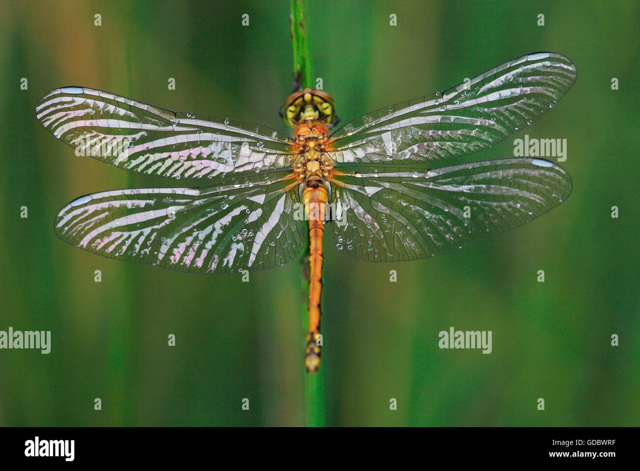 Libellule rouge eurasien, Rhénanie du Nord-Westphalie, Allemagne / (Sympetrum depressiusculum) Banque D'Images