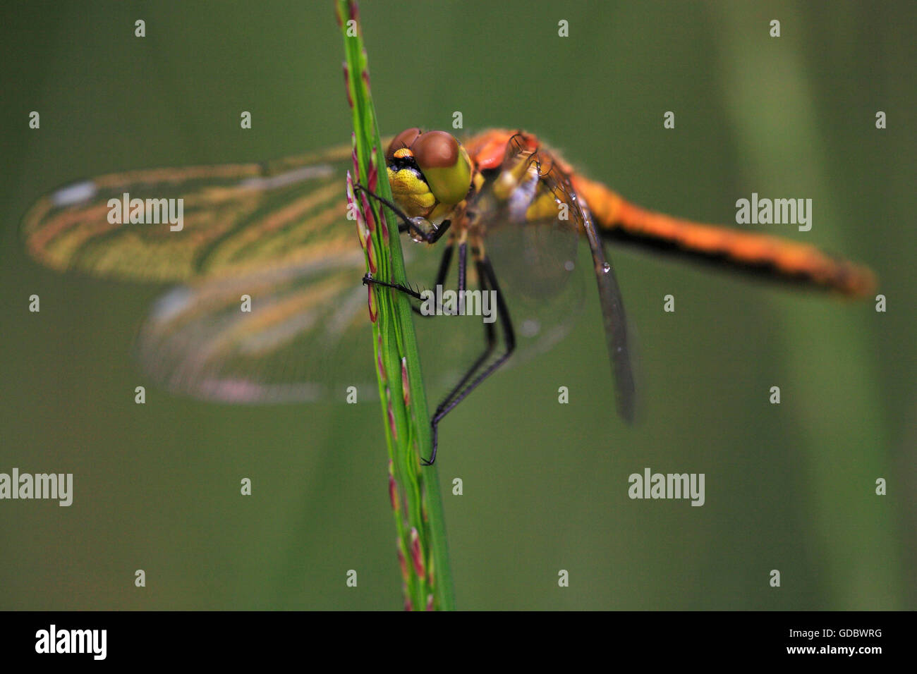 Libellule rouge eurasien, Rhénanie du Nord-Westphalie, Allemagne / (Sympetrum depressiusculum) Banque D'Images