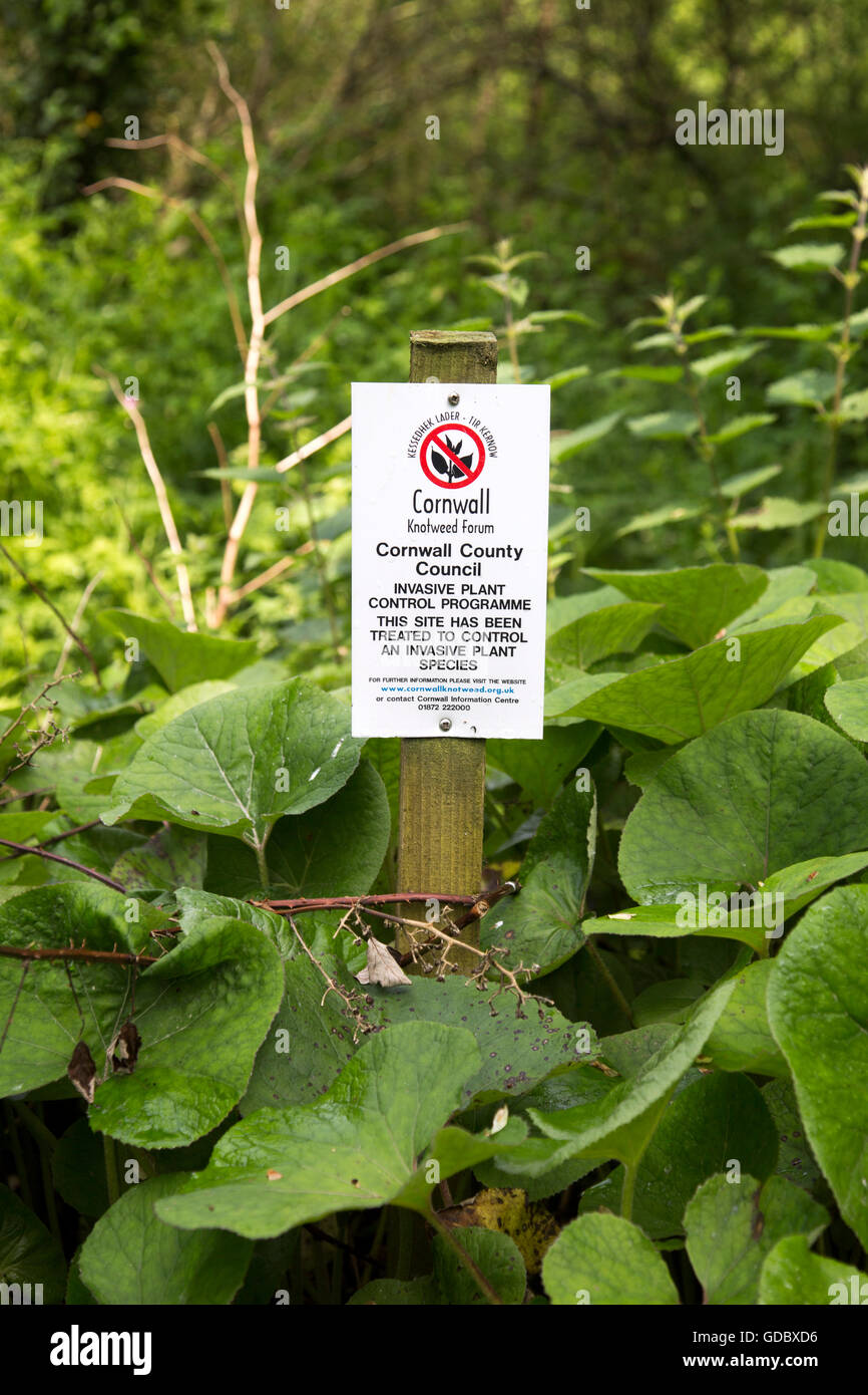 Le contrôle des plantes invasives, la renouée du Japon Fallopia japonica, près de St Keverne, Cornwall, England, UK Banque D'Images