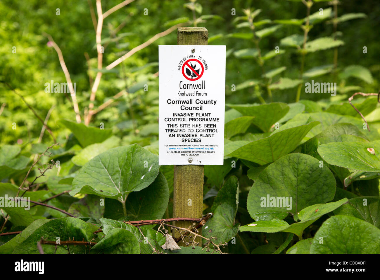 Le contrôle des plantes invasives, la renouée du Japon Fallopia japonica, près de St Keverne, Cornwall, England, UK Banque D'Images