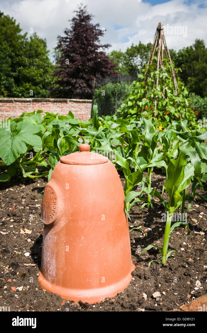 La rhubarbe en forme de cloche sont forcers pots avec un couvercle couverts ouverture au sommet. Banque D'Images
