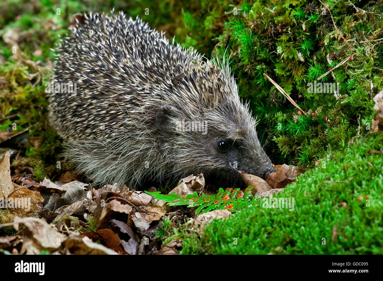 Hérisson d'Europe erinaceus europaeus, adulte, sur la mousse, Normandie Banque D'Images