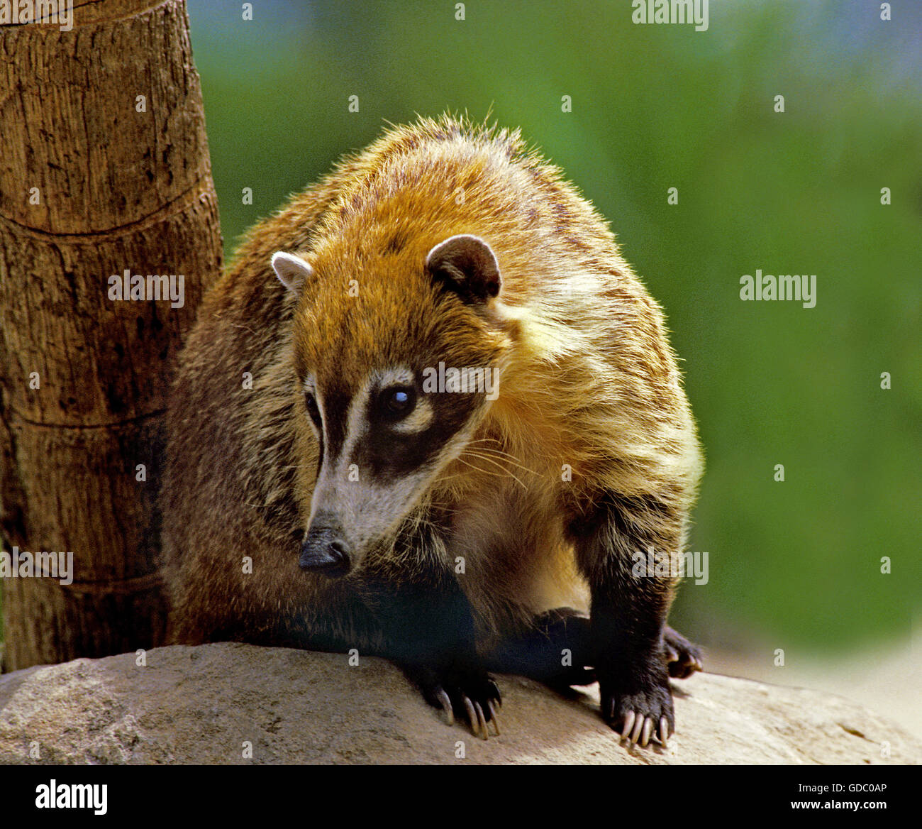 White-Nosed Nasua narica Coati, adultes, on Rock Banque D'Images