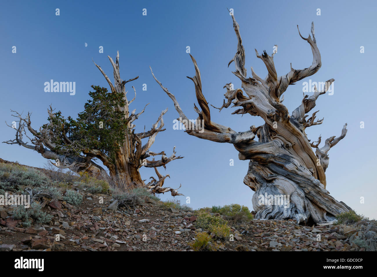 USA,Comté d'Inyo,Eastern Sierra,California,l'ancienne forêt de pins bristlecone est une zone protégée dans la haute montagne blanche Banque D'Images