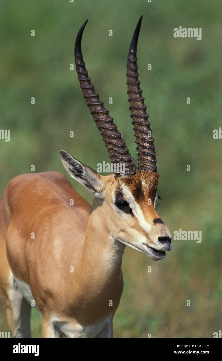 La gazelle de Grant, gazella granti, Portrait d'adulte, parc de Samburu au Kenya Banque D'Images