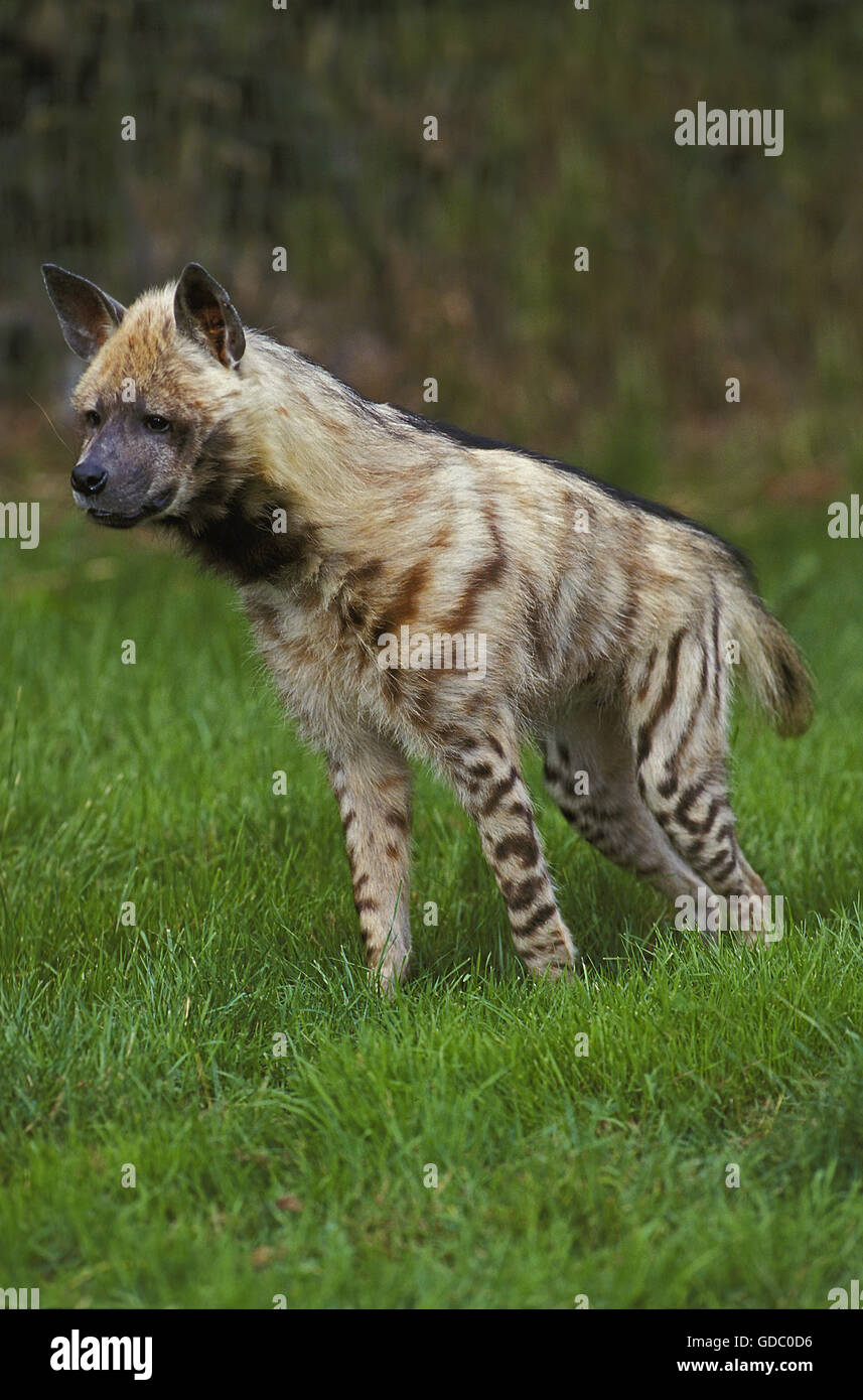 Hyène rayée, Hyaena hyaena, des profils sur l'herbe Banque D'Images
