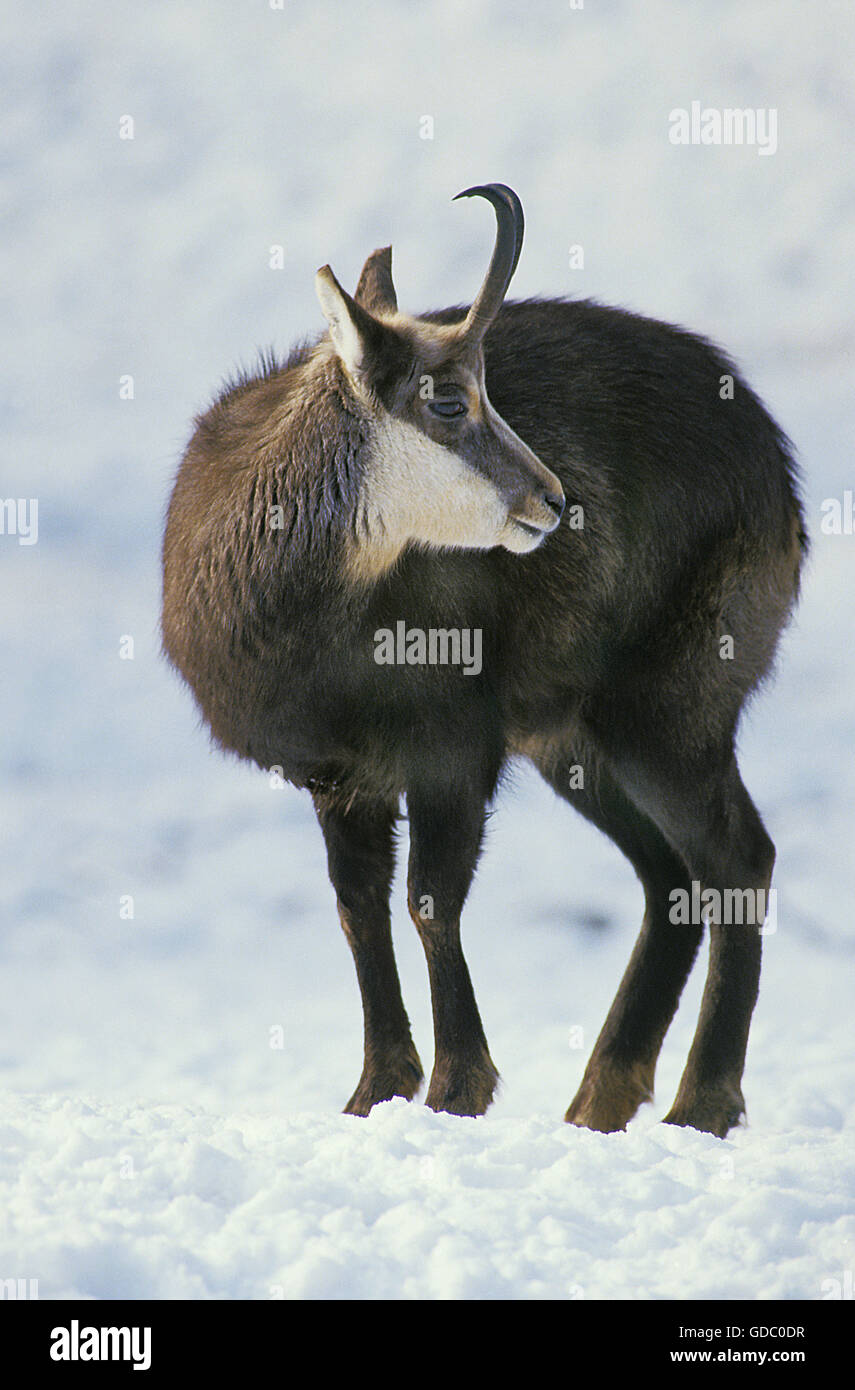 CHAMOIS Rupicapra rupicapra , DES PROFILS DANS LA NEIGE, FRANCE Banque D'Images