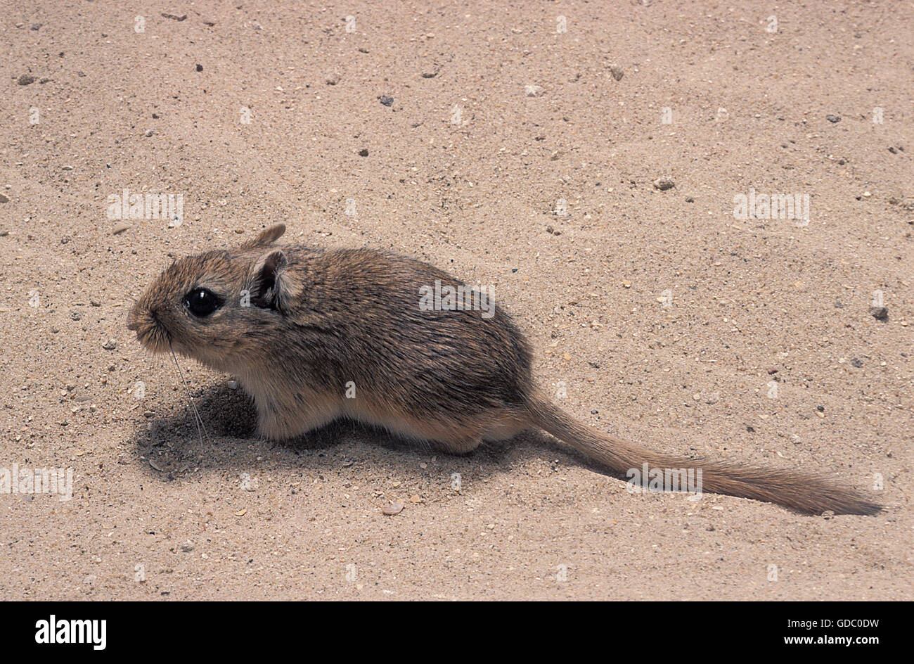 Gerbille gerbillus campestris d'AFRIQUE DU NORD, DES PROFILS DANS LE SABLE Banque D'Images