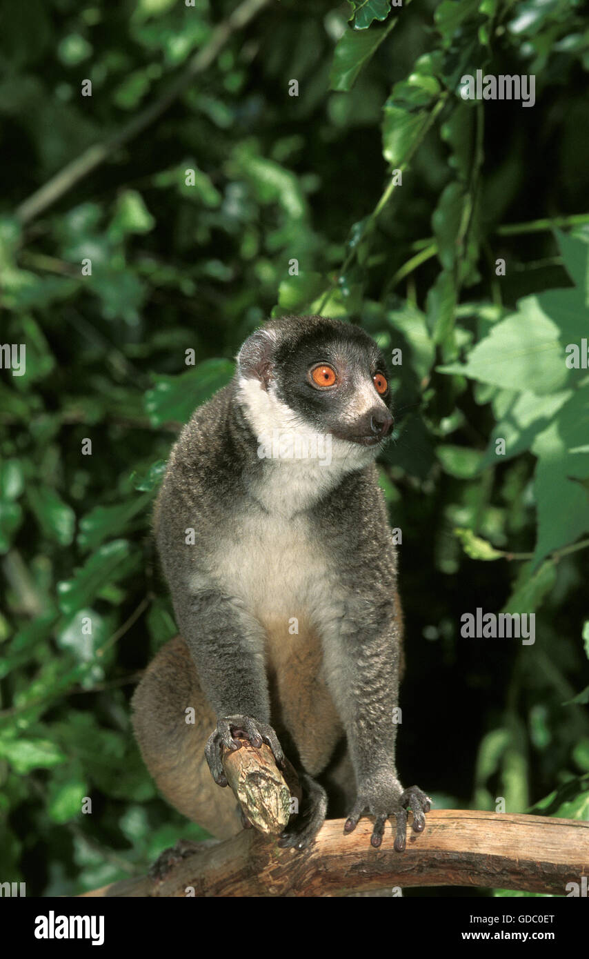 Mangouste lémurien Lemur mongoz, des profils sur Branch Banque D'Images