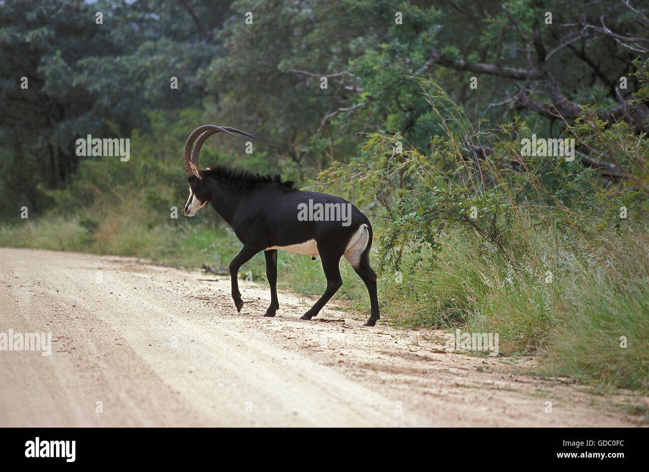 Hippotrague noir, Hippotragus niger, homme crossing Trail, Afrique du Sud Banque D'Images