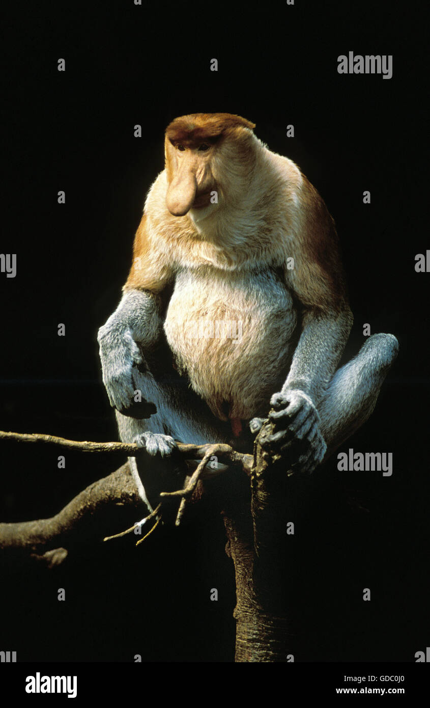 Proboscis Monkey, nasalis larvatus, homme on Branch Banque D'Images