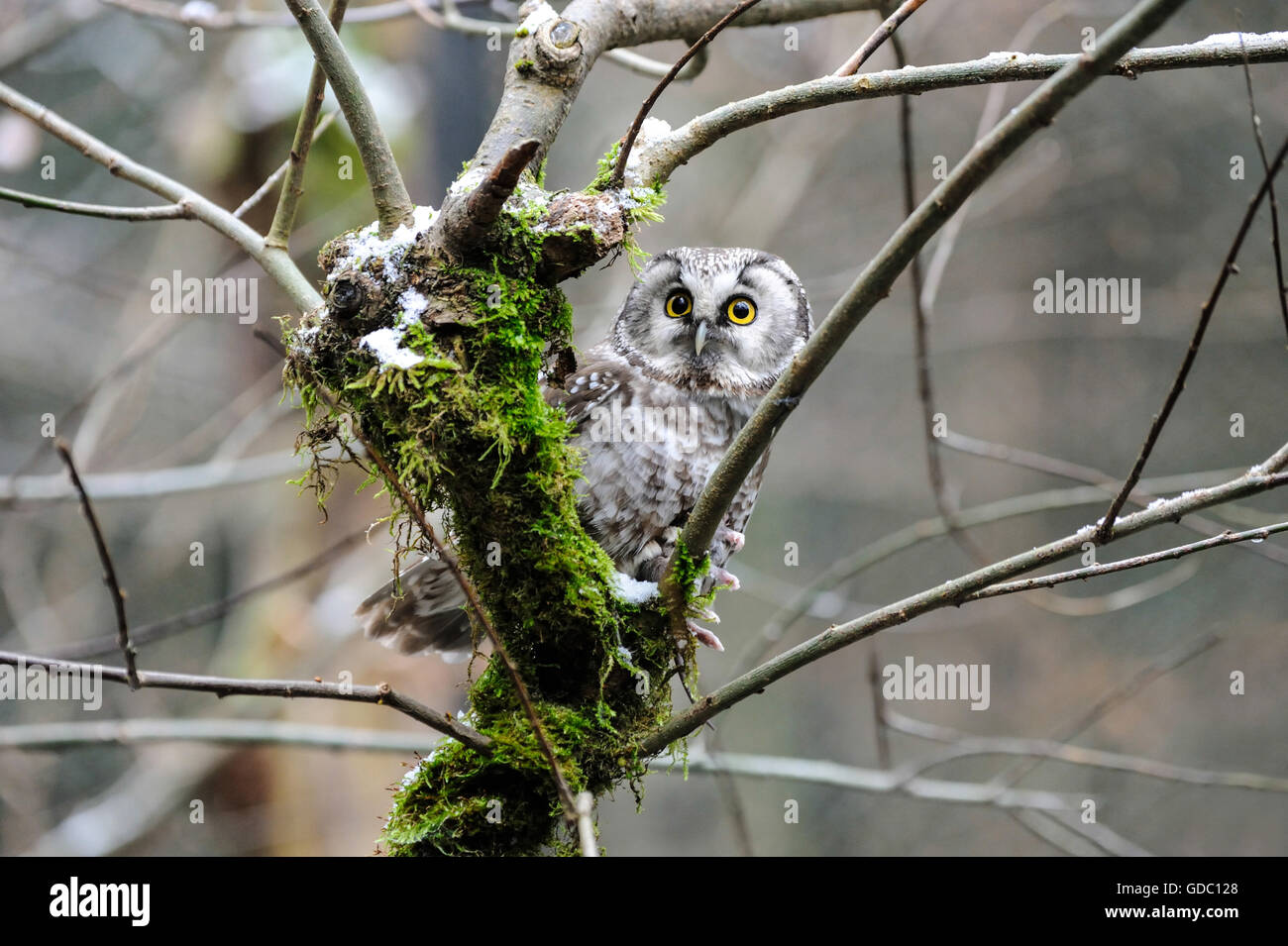 Boreal owl, le hibou Banque D'Images